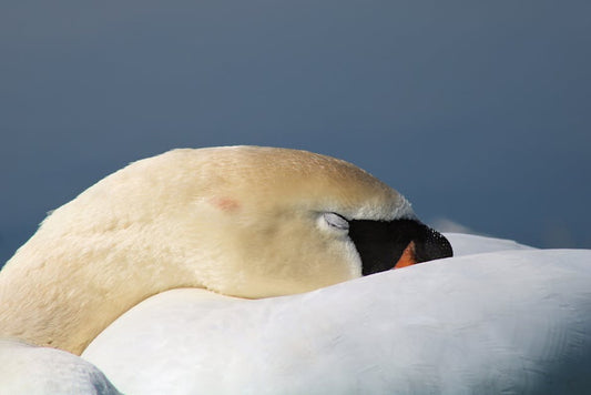 Can Snore Help Devices Really Improve Your Health? A Deep Dive